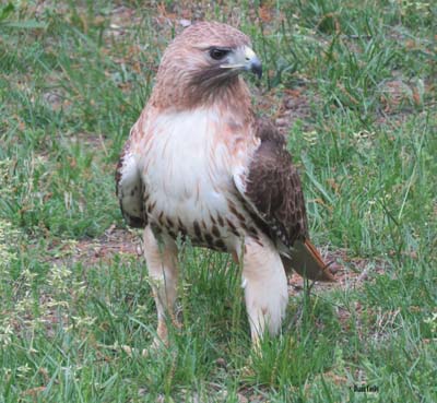 Red Tailed Hawk